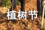 快乐的植树节作文300字