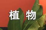 五年级植物作文