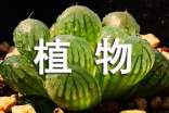 五年级植物作文