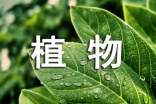 植物三年级作文300字