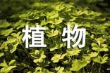 五年级植物作文300字