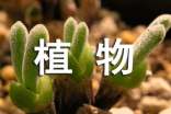 植物玫瑰作文300字