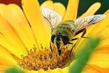 蜜蜂和蚂蚁作文