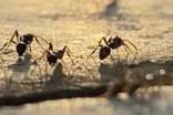 连续观察蚂蚁动物日记400字