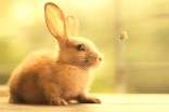 兔子观察作文