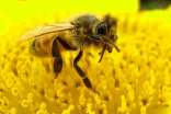观察蜜蜂作文