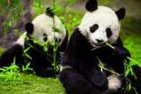 动物熊猫作文400字