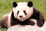 保护大熊猫作文600字