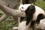 我最喜欢动物熊猫作文