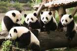动物熊猫作文300字